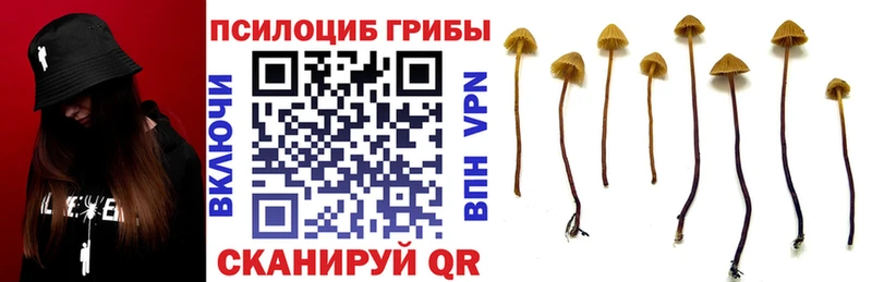 KRAKEN вход Майкоп Псилоцибиновые грибы мицелий
